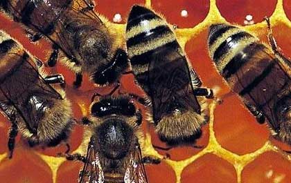 Bee-Propolis